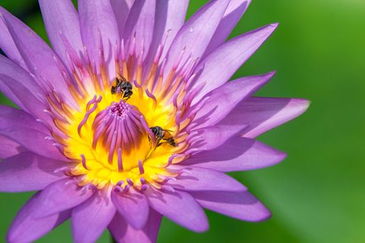 Close-up flower. A beautiful purple waterlily or lotus flower