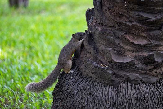 Squirrel climbing on a coconut tree in a park