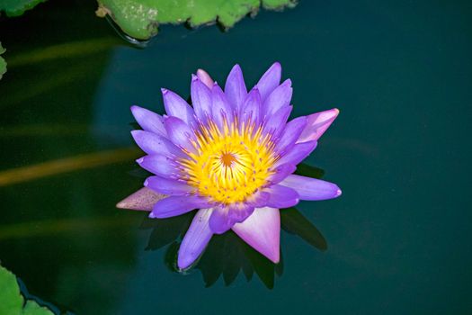 Close-up flower. A beautiful purple waterlily or lotus flower