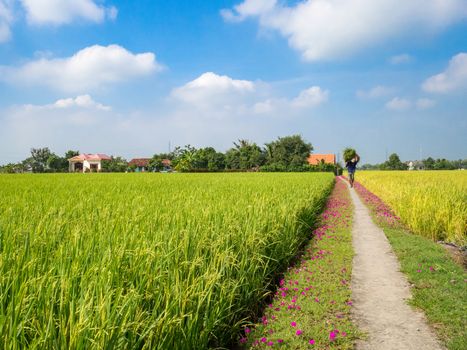 Rice field in sunny day. LONG AN, VIET NAM