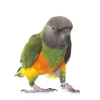 senegal parrot  in front of white background