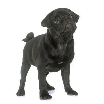 puppy black pug in front  of white background