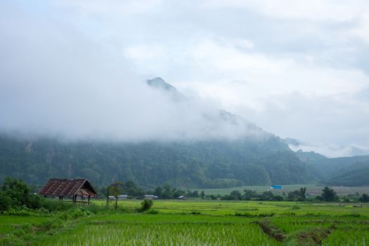 Rice farm in the morning with clouds