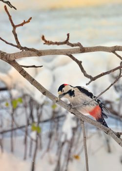 Male great spotted woodpecker and stuck in brunch tree