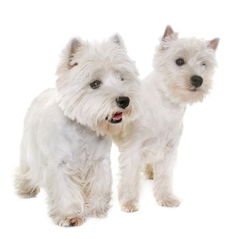 two west highland white terrier in studio