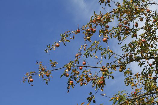 ripe Apples on an apple tree