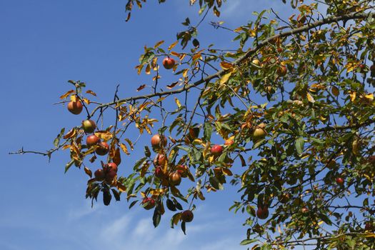 ripe Apples on an apple tree
