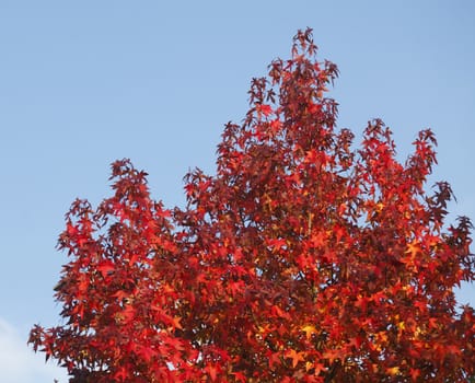 red colored maple-leaves