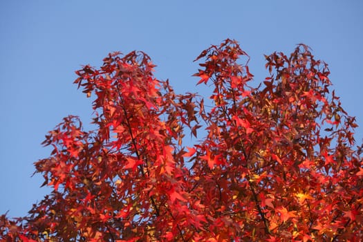 red colored maple-leaves