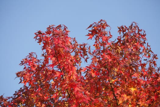 red colored maple-leaves