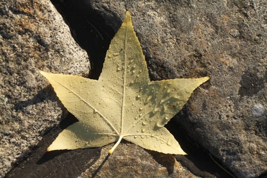 maple leaf with morning dew