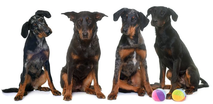 four beauceron in  front of white background