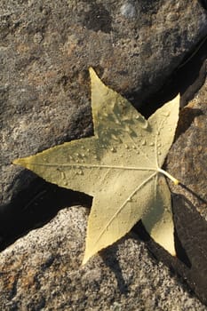 maple leaf with morning dew