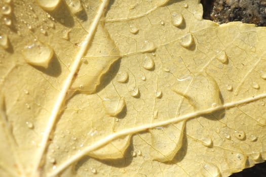 maple leaf with morning dew