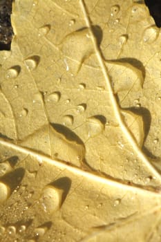 maple leaf with morning dew