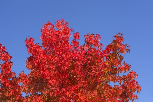 red colored maple-leaves