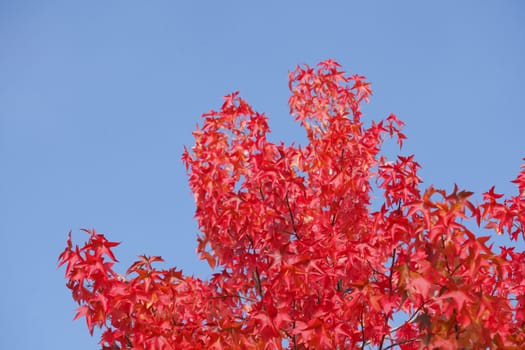 red colored maple-leaves