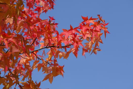 red colored maple-leaves