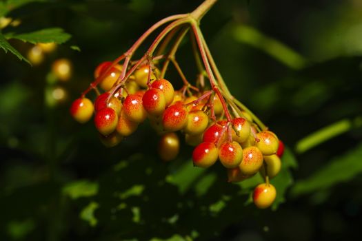  Pyracantha Berries