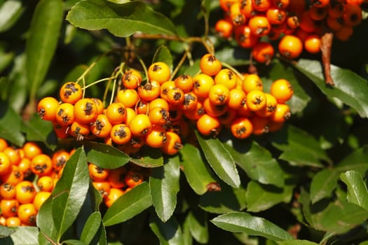 orange forest berries on a tree