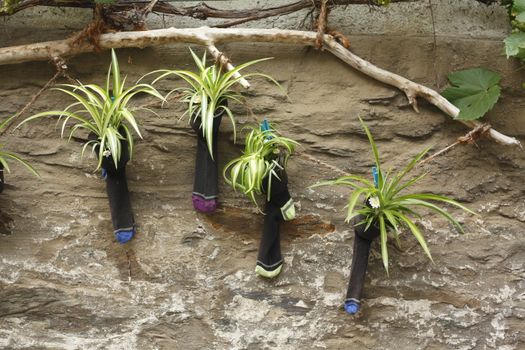 Flowers in socks on an old house wall