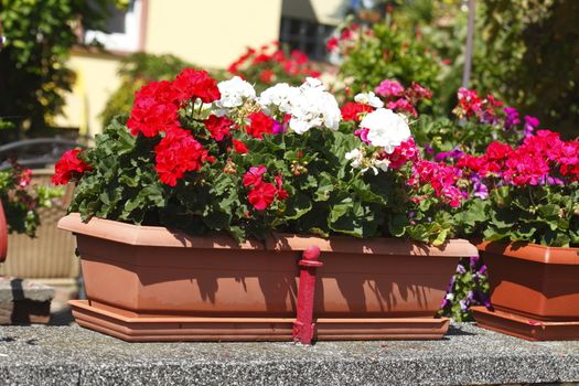 flower box with red geraniums