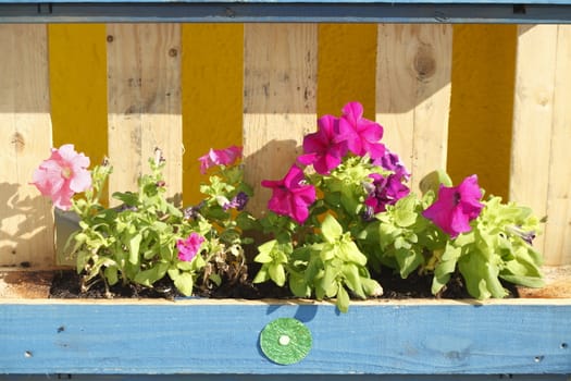 Blue wooden Flower box with Summer Flowers