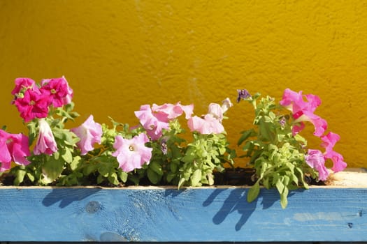 Blue wooden Flower box with Summer Flowers