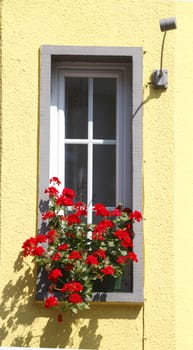 Flower box with Geraniums Summer Flowers and Window
