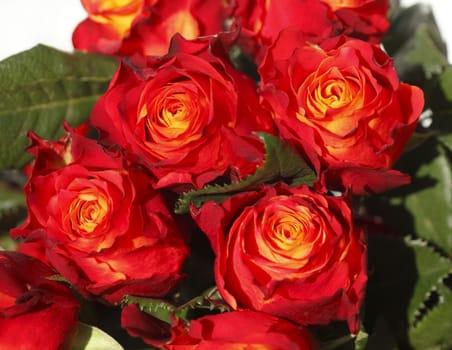 Red colored Roses