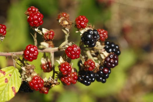 Blackberries on a Bush