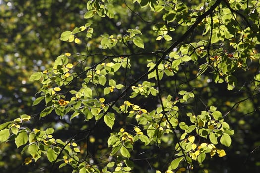 beech leaves