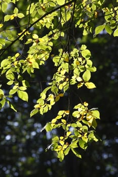 beech leaves