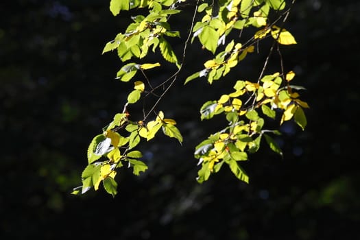 beech leaves