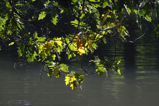 oak leaves