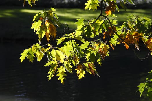 oak leaves