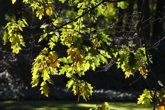 oak leaves