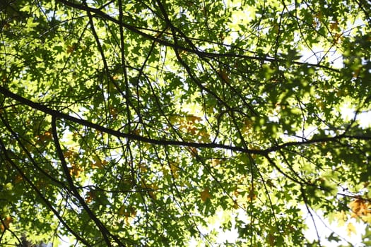 oak leaves