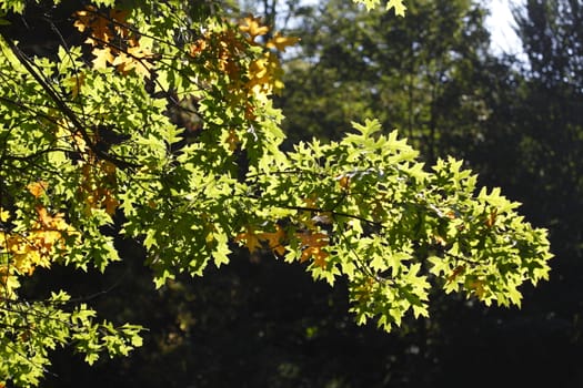 oak leaves