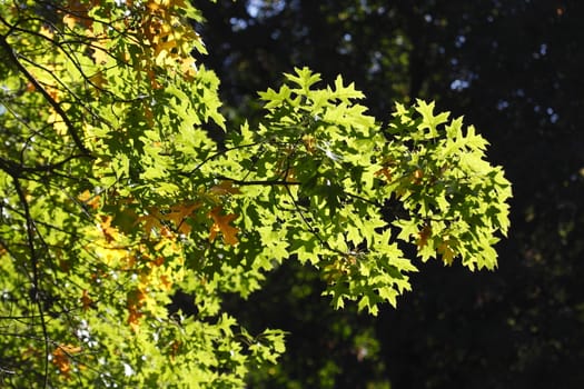 oak leaves