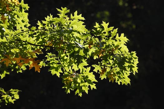 oak leaves