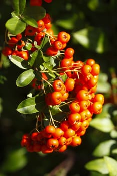  Pyracantha Berries on a Tree