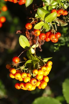  Pyracantha Berries on a Tree