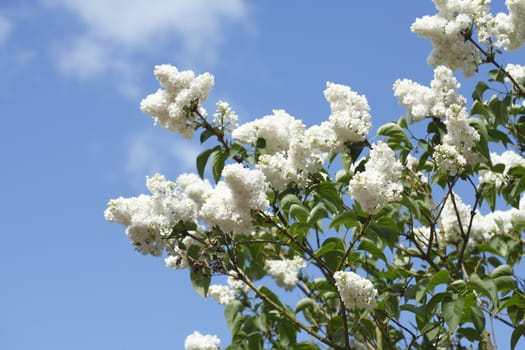 White Lilac