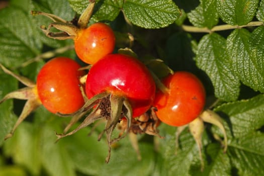 Fresh red rose hips and leaves