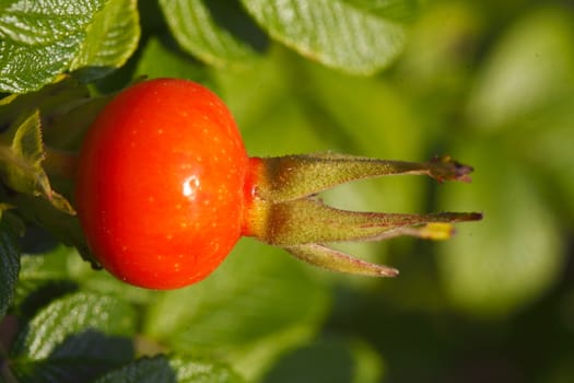 Fresh red rose hips and leaves