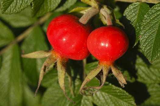 Fresh red rose hips and leaves