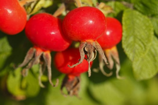 Fresh red rose hips and leaves