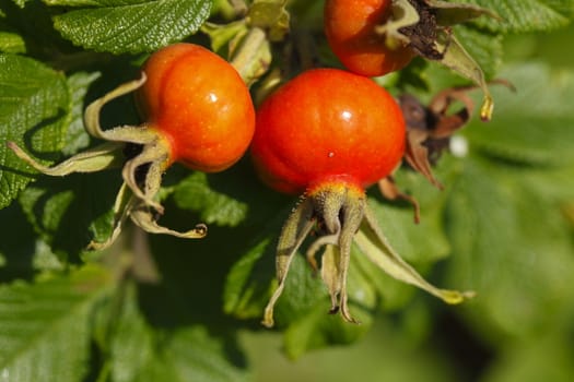 Fresh red rose hips and leaves