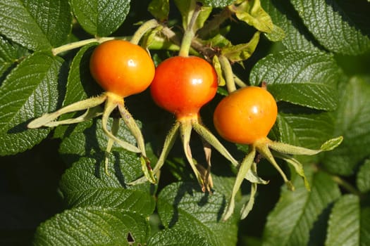 Fresh red rose hips and leaves